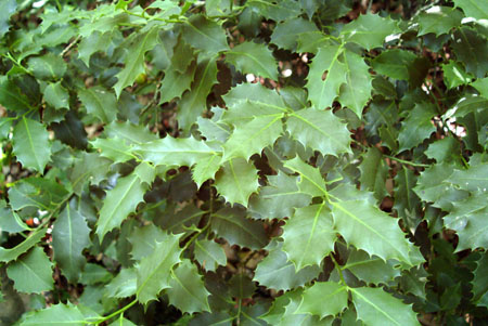 DSCF8854