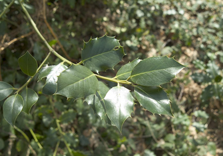 DSCF0643