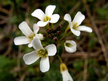 fiore sfuocato