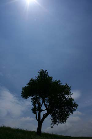 13- raggio di sole
