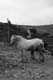 02- cavallo